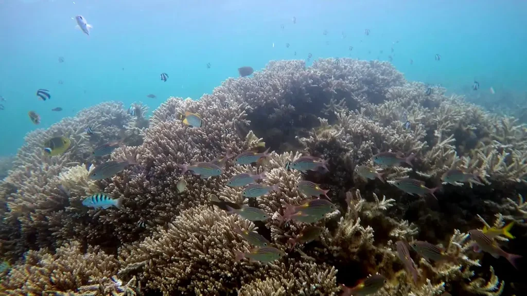 Parc marin de Blue Bay - Photographie sous-marine4