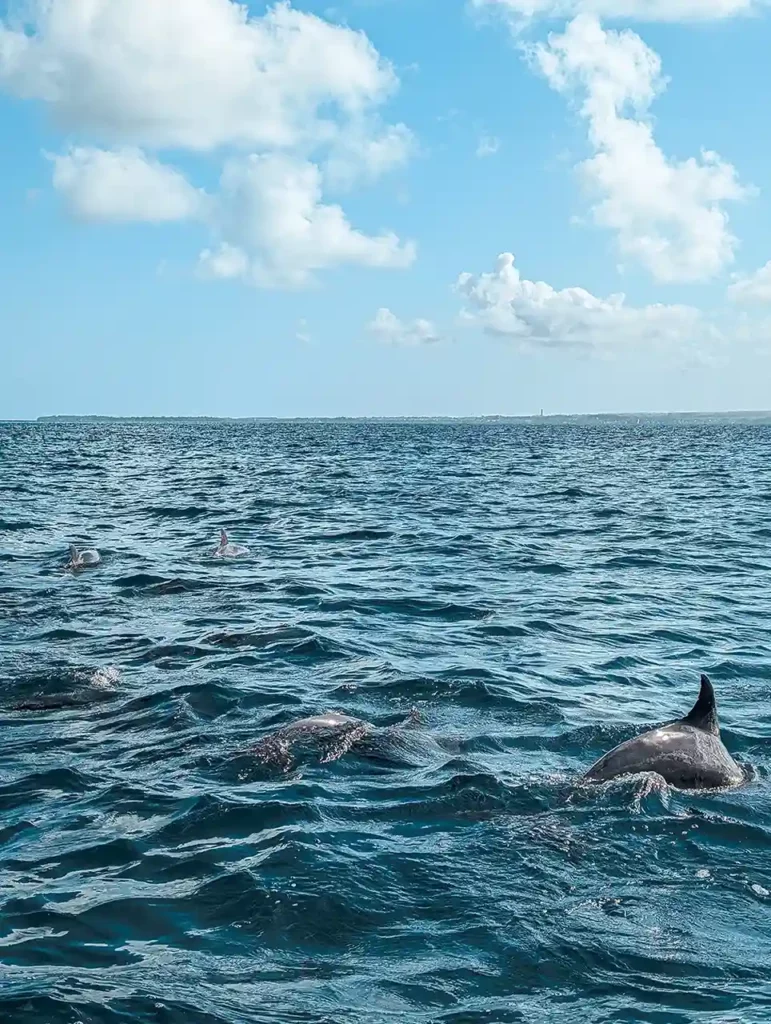 Summer Wings Cruise - Observation des dauphins au sud de l'île Maurice